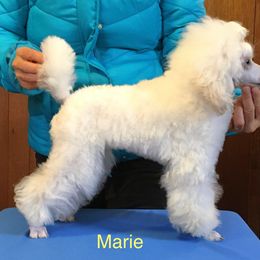 Marie - Poodle