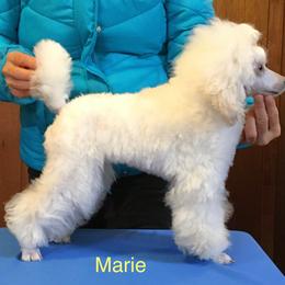 Marie - Poodle