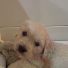 Girl 1 - Light golden female Golden Retriever puppy in Fresno, California from Warwick’s Central California Goldens