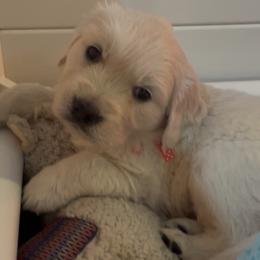 Girl 1 - Light golden female Golden Retriever puppy in Fresno, California from Warwick’s Central California Goldens