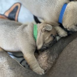 French Bulldog Puppies from Upcountry Frenchies