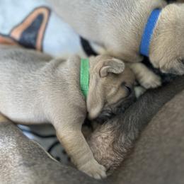 French Bulldog Puppies from Upcountry Frenchies