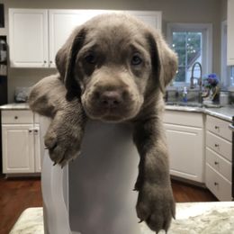 Labrador Retriever Puppies from KMC Gun Dogs