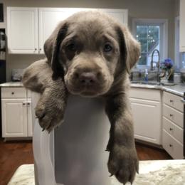 Labrador Retriever Puppies from KMC Gun Dogs