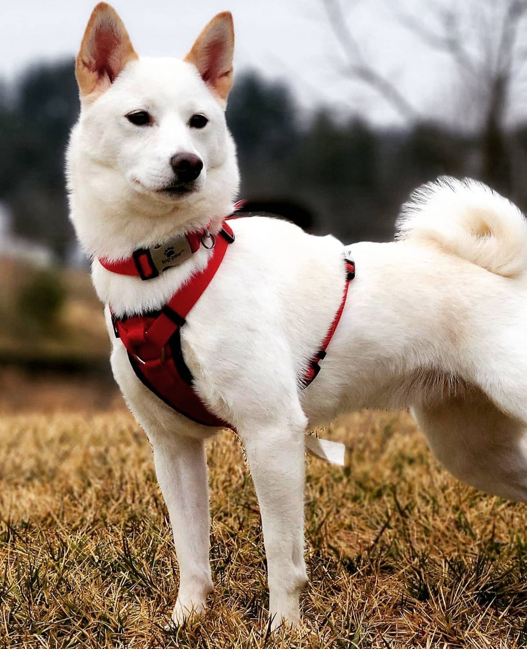 Shiba Inu from Grijalva Shibas