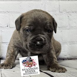 Boerboel Puppies from Standing Stone Boerboels