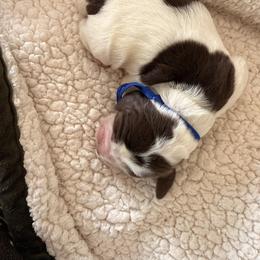 Blue - Liver white and roan male English Springer Spaniel puppy in Cleburne, Texas from Powers English Springer Spaniels