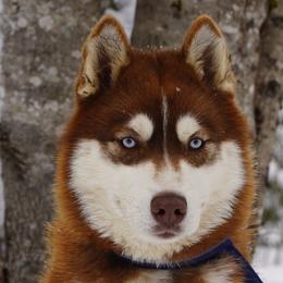 Nikita - Siberian Husky