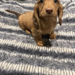 Lighter Red male - Red Dachshund puppy in Perris, California from Doxie_pupps
