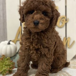Captain - Red  male Poodle puppy in Lagrange, Indiana from Heavn Sent Acres