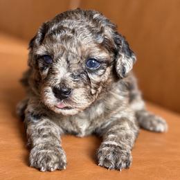 Olive - Merle female Goldendoodle puppy in Millville, California from Hope Lane Kennels