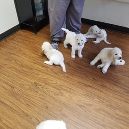 Poodle Puppies from Zoeyy's Precious Poodles