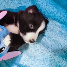 Marlene - Black & white Miniature Australian Shepherd puppy in Cleveland, Ohio from Double Moon