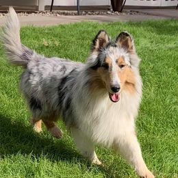Golden Retrievers and Shetland Sheepdogs from Az K9 Companions