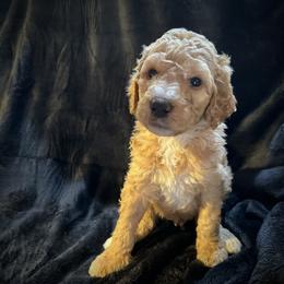 Kyler Jr - Red  male Goldendoodle puppy in Raleigh, North Carolina from Tar Heel Doods