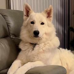Adeline - Berger Blanc Suisse