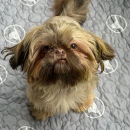 AKC DNA Health Tested Violet - Liver female Shih Tzu puppy in Charlotte, North Carolina from 🌗 New Moon Shih Tzu 🌗