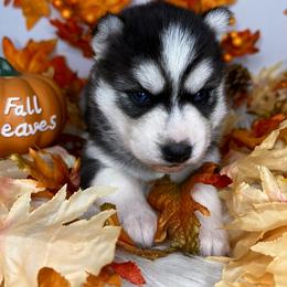 Siberian Husky Puppies from SouthernBell Siberian Huskies