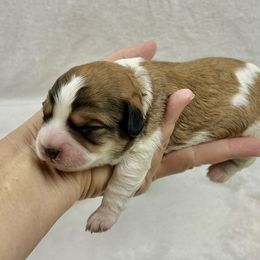 Oliver - Tri-color male Cavapoo puppy in Lancaster, Missouri from Cavapoo Acres
