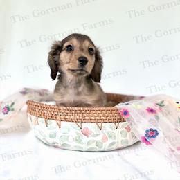 Bean Jr (BJ) - Dapple male Dachshund puppy in Greenville, North Carolina from The Gorman Farms