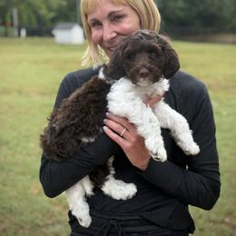 Lucky Country Gibson - Chocolate male Australian Labradoodle puppy in Wake Forest, North Carolina from Lucky Country Labradoodles