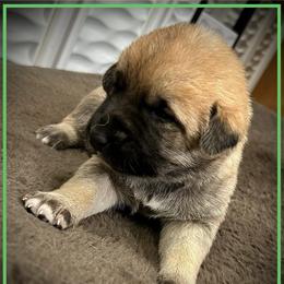 Light Green - Fawn female Anatolian Shepherd Dog puppy in Clark, Wyoming from Fyne Acres