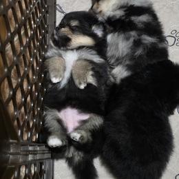 Ava - Black and tan female Pomeranian puppy in Wimberley, Texas from Pitter Patter Poms