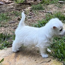West Highland White Terrier Puppies from Westies of NC Highlands
