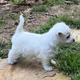 West Highland White Terrier Puppies from Westies of NC Highlands