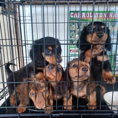 Dachshund Puppies from Kristine Emery's Dachshunds