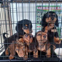 Dachshund Puppies from Kristine Emery's Dachshunds
