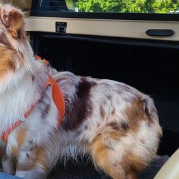 Toby - Miniature Australian Shepherd