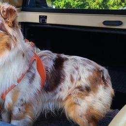 Toby - Miniature Australian Shepherd
