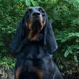 Black and Tan Coonhounds from Southwind Black and Tan Coonhounds