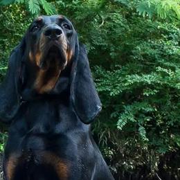 Black and Tan Coonhounds from Southwind Black and Tan Coonhounds