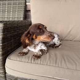 Coco - Dachshund