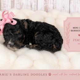 Girl 3 - Phantom female Bernedoodle puppy in Otisville, Michigan from Danie’s Darling Doodles LLC