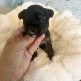 Yorkshire Terrier Puppies from XOXO Yorkies