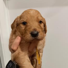 Yellow - Apricot female Goldendoodle puppy in Bakersfield, California from Lavish Doodles