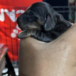 Puppy 2 - Black and tan female Dachshund puppy in Gonzales, Louisiana from Winfield Dachshunds