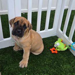 FANTA - Fawn female Cane Corso puppy in St. Augustine, Florida from RG2 Cane Corsos