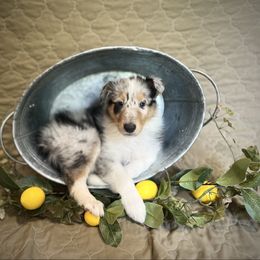 Cinderella - Blue merle female Collie puppy in Chilhowie, Virginia from Jolly Collies & Kingdom Elite Yorkshire Terriers