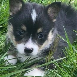 Pembroke Welsh Corgis from Rockhouse Hollow Corgis
