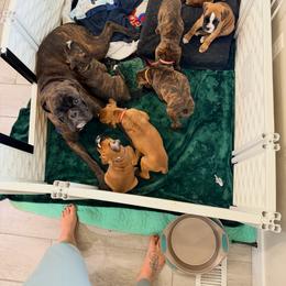 Boxer Puppies from Shalyce Pifer