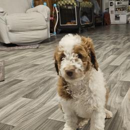 Bernedoodle, Cavapoo, and Newfypoo Puppies from Peaceful Pines LLC