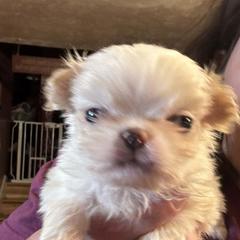 Charm - Red and white male Japanese Chin puppy in Elkview, West Virginia from Almost Heaven