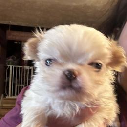 Charm - Red and white male Japanese Chin puppy in Elkview, West Virginia from Almost Heaven