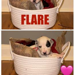 Flare - White and black female Dalmatian puppy in Des Moines, Iowa from Spot Splattered Dalmatians