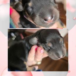 Girl 1 - Black and tan female Dachshund puppy in Rutherfordton, North Carolina from Knock Out Doxie’s