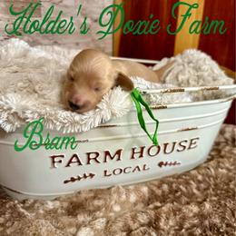 Bram - Cream male Dachshund puppy in Atwood, Oklahoma from Holder’s Doxie Farm